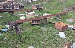 Türkeli’de ayı saldırısı: 23 arı kovanı parçalandı