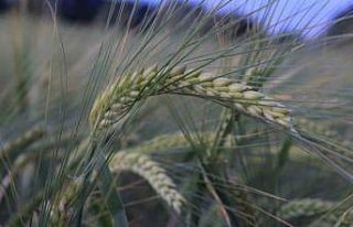 Türkiye’de hububatı, don, kuraklık ve fare tehdit...
