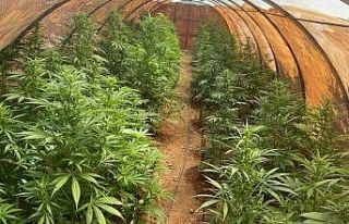 Uyuşturucu üretimi için sera kurmuş: Şüpheli...