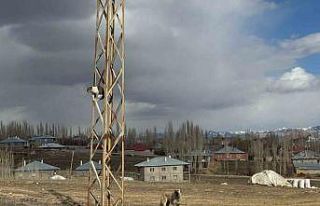 Van’da köpeklerden kaçan kedi saatlerce direkte...