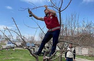 Van’da meyve ağaçları için budama eğitimi