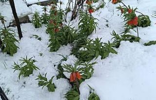 Van’da ters laleler kar altında kaldı