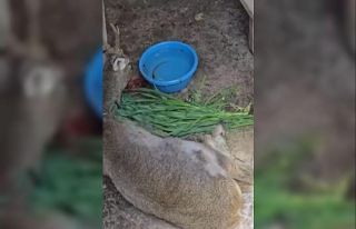 Vatandaşların bulduğu yaralı ceylan tedavi altına...