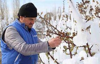 Yahyalı’da elma ağaçlarını don vurdu, zarar...