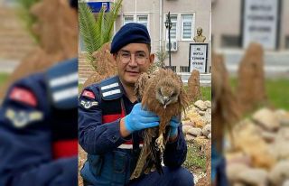 Yaralı kızıl şahin tedavi altına alındı