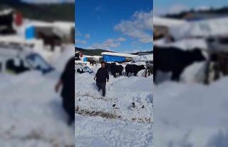 Yaylada hayvanlarıyla mahsur kalan vatandaş kurtarıldı