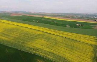 Yeşil ile sarının dansı: Tekirdağ’da kanola...