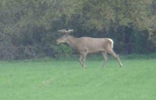 Yiyecek arayan 2 geyik kamerada