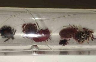 Yozgat’ta kene alarmı, uzmanı uyardı