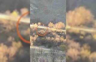 Yüksekova’da domuz sürüsü görüntülendi