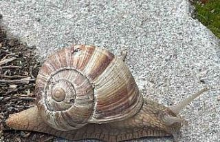 Yumuşayan topraktan çıkmaya başladı; kilosu 35...