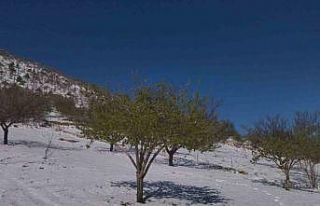 Ziraat Yüksek Mühendisi Yüce’den zirai don sonrası...