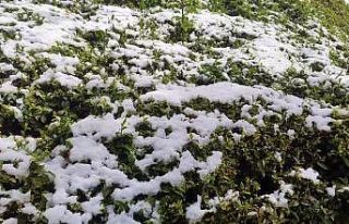 Zirai don çayı da vurdu