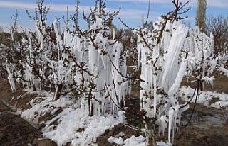 Zirai don Konya’da pancarı ve meyveleri vurdu