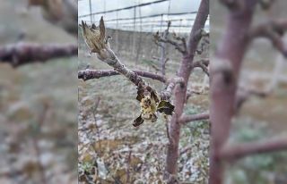 Zirai don mağduru üreticilerin bahçelerinde inceleme...