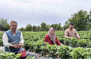 Zirai dondan ateş yakarak kurtardığı çileğin...