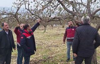 Zirai donun vurduğu Adıyaman’da meyve bahçelerinde...