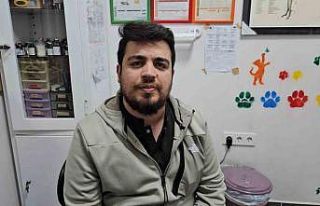 Zonguldak’ta kediye altın diş yapıldı