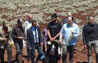 14 Mayıs Dünya Çiftçiler Günü sarımsak tarlasında...