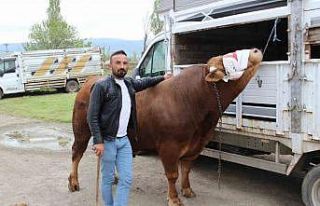 1 ton 150 kilogram ağırlığındaki "Paşa"...