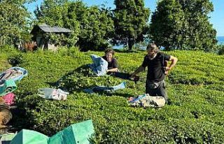 2025 yaş çay sezonu açıldı