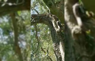 2,5 metrelik yılanı gören gözüne inanamadı