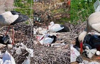 2 leylek, Anneler Günü’nde anne oldu