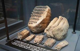 545 milyon yıllık fosiller Samsun’da sergileniyor