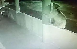 Aç ayı oynamadı: Bayburt’ta bir yavru ayı alabalıkları...