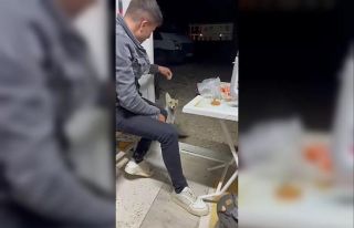 Aç tilki köye indi, insanların elinden yiyecek...