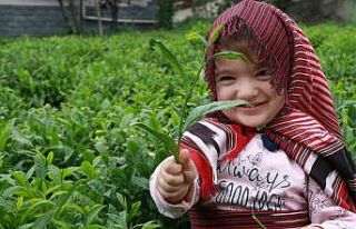 Açıklanan çay taban fiyatı Rizelileri böldü