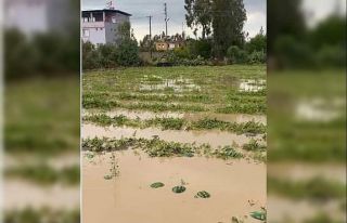 Adana’nın ilçelerinde tarım arazileri sular altında...