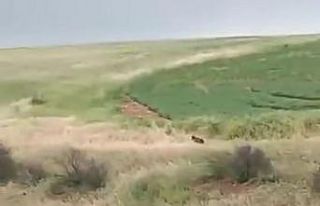 Adıyaman’da çiftçiler ayıyla karşılaştı