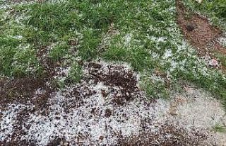 Afşin’de dolu tarım arazilerine zarar verdi