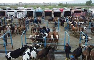 Afyonkarahisar’da kurbanlık hareketliliği başladı