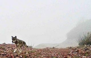 Ağasar’ın yaban hayatı fotokapana yansıdı