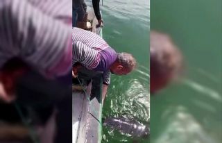 Ağlara değil, kalplere takıldı: Karasu’da yunusu...