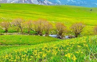 Ağrı’da doğanın renk cümbüşü göz kamaştırıyor