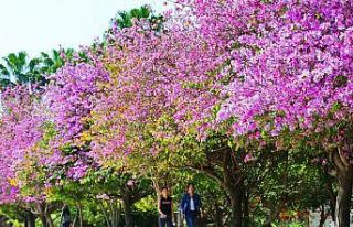 Akdeniz Üniversitesi Çevre Hizmet Ödülleri açıklandı