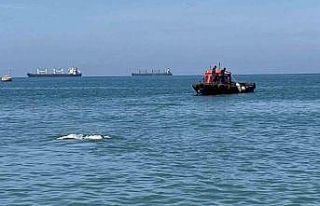 Akdeniz’de kameralara balık değil angus yakalandı