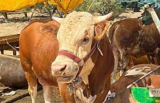 Aliağa’da kurbanlık kesim fiyatları belli oldu