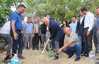 ALTSO keçiboynuzunun tescilini aldı, 3 bin fidan...