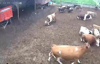 Amasya’da ineklerin depreme yakalandığı anlar...