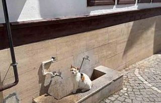 Amasya’da kediler susuzluktan cami çeşmelerinin...