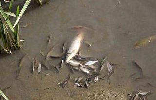 Amasya’da Yeşilırmak Nehri’nde balık ölümleri...