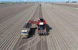 Amik Ovası’nda bereketli siyah havuç hasadı