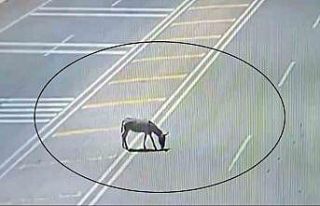 Ana yola çıkarak trafiği tehlikeye düşüren eşek...