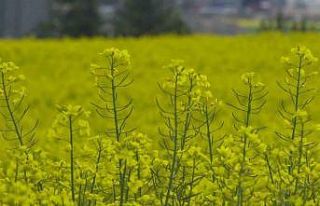Ankara’da çiçek açan kanola tarlaları sarıya...
