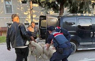 Ankara’da koyun hırsızı yakalandı