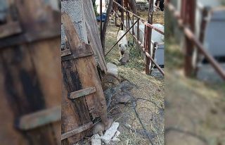 Anne köpeğin kuyuya düşen yavrularına kavuşması...